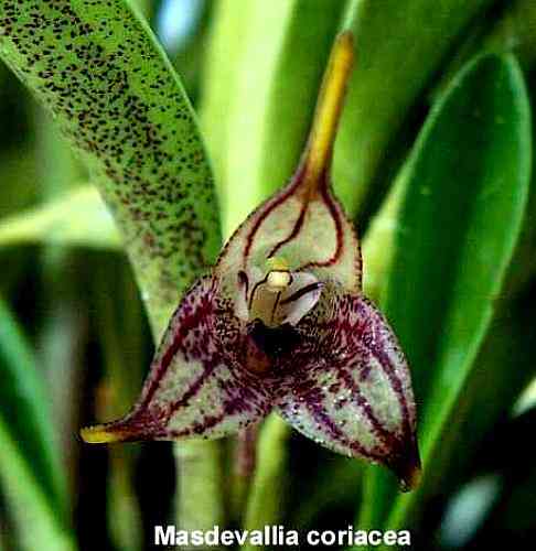 Masdevallia coriacea